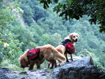 El Ray i la Magi al Camí