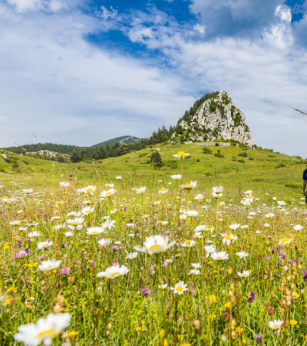 Peguera with flowers