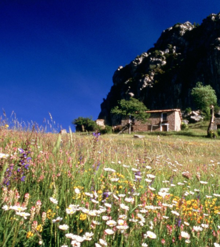 Peguera amb flors