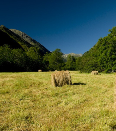 Field near Mérens-les-Vals, Ariège